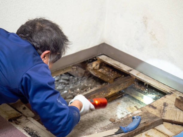 Best Local Mold Removal Service  in Woodlyn, PA