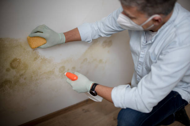 Best Mold Damage Repair  in Woodlyn, PA