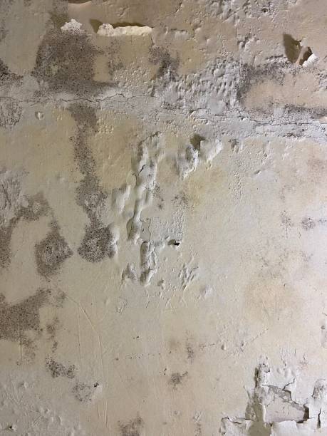 Best Office Mold Removal Services  in Woodlyn, PA