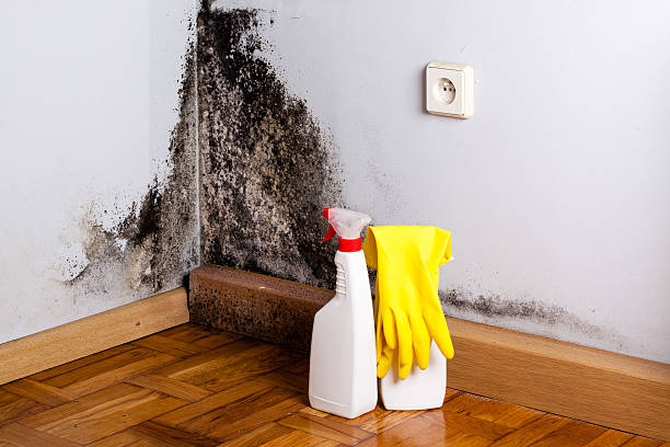 Best Attic Mold Removal  in Woodlyn, PA