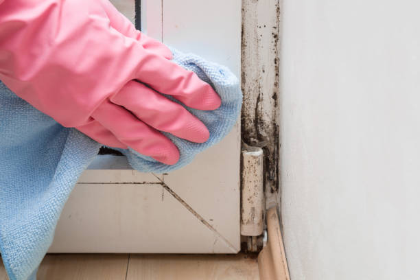 Best Fast Mold Removal  in Woodlyn, PA
